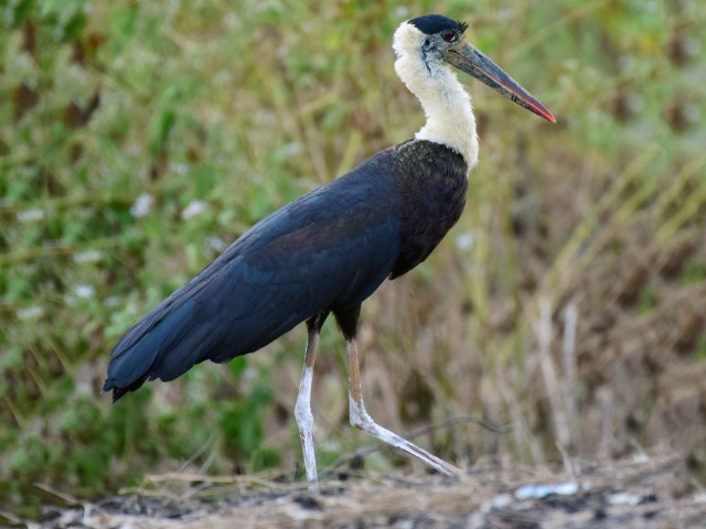 Wings of the Wild - Birds at Katarniaghat Image